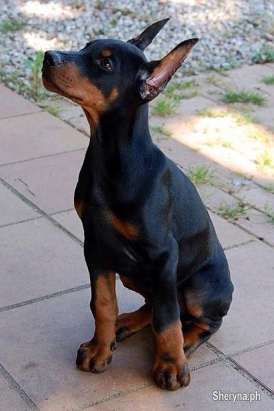 red doberman puppies price